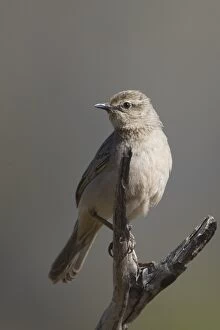 Rufous Songlark perched on a branch Papunya Northern