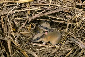 Joey Prints: Rufous Spiny Bandicoot - Young in nest - Utai, Western Sepik, Papua New Guinea JPF27359