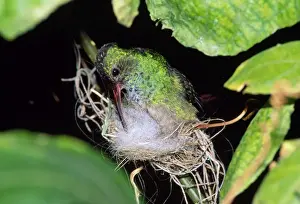Nest Material Prints: Rufous-tailed Hummingbird