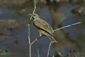 Rufous-throated Honeyeater Lake Moondarra, Mt Isa, Queensland, Australia