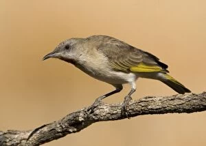 Rufous-throated Honeyeater - at an overflowing cattle trough