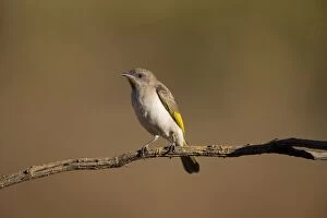 Rufous-throated Honeyeater - perched at dawn
