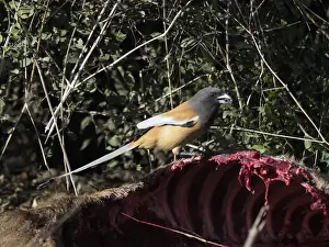 Rufous Treepie - feeding on Nilgai carcus Dendrocitta vagabunda Rajasthan, India BI032054