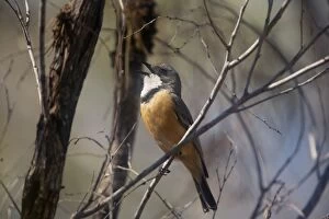 Images Dated 27th August 2007: Rufous Whistler male - singing This male singing at Broome Bird Observatory, Kimberley