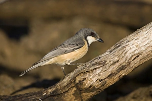 Images Dated 18th August 2006: Rufous Whistler Widespread throughout Australia in most habitats particularly open woodland