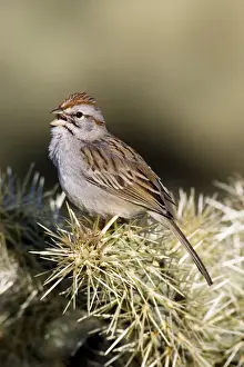 Rufous-winged Sparrow