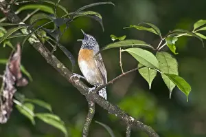 Tobago Prints: Rufus-breasted Wren - on branch singing - Tobago