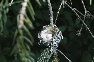 Rufus Hummingbird - eggs in nest