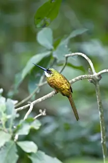 Tobago Prints: Rufus-tailed Jacamar - sitting on branch - Tobago