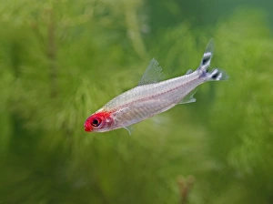 Rummy-nose tetra / Red nose tetra - side view, tropical freshwater Rummy-nose tetra / Red nose tetra - side view, tropical freshwater