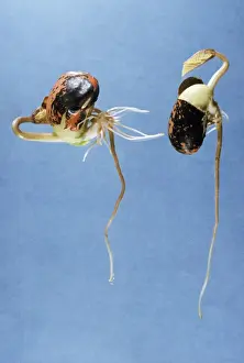 Bean Prints: Runner Bean - germination. One the right way up (right) the other upside down. Geotropism