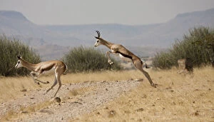 Running springboks in mid-jump, Palmwag