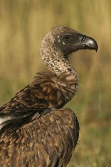 Images Dated 4th September 2003: Ruppell's Griffon Vulture Kenya, Africa