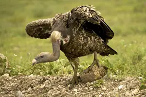 Ruppell's Vulture - Ngorongoro conservation area - Tanzania - Africa