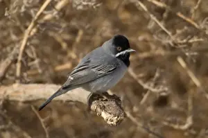 Ruppells Warbler Adult male Cyprus March