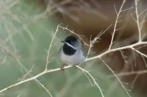 Ruppells Warbler Adult male Cyprus March