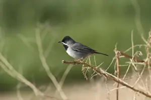 Cyprus Prints: Ruppells Warbler Male Cyprus March