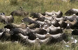 White Backed Prints: Ruppels Griffon Vulture & African White-backed Vulture (Gyps africanus) - sunning Maasai Mara