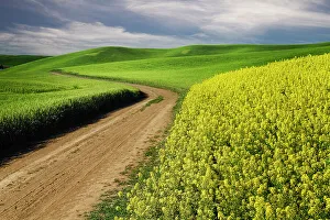 Road Collection: Rural farm road through yellow canola and green wheat crops, Palouse region of eastern Washington