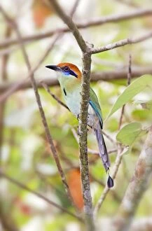 Images Dated 27th March 2009: Russet-crowned Motmot