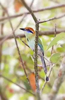 Russet-crowned Motmot. Nayarit Mexico in March