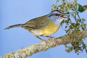Images Dated 27th June 2008: Russet Crowned Warbler