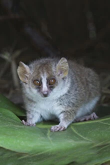 Madagascar Gallery: Russet mouse lemur (Microcebus rufus), Perinet