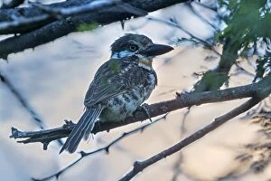 Russet-throated Puffbird, Guajira Peninsula, Colombia