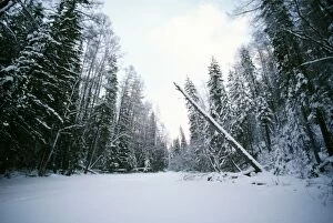 Images Dated 22nd December 2005: Russia Abakah Schusensky Wild Reserve, Siberia