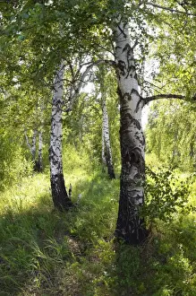 Steppe Prints: Russia - a compact woods kolok ('kolki for plural)