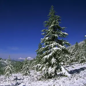 Firs Prints: Russia - Fir Trees and Spruces after a snowfall