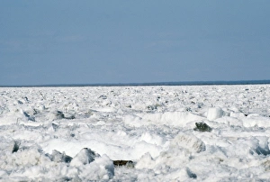 Images Dated 5th June 2006: Russia - river Lena Siberia