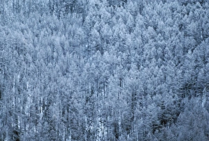 Images Dated 22nd December 2005: Russia Schusensky Wild Reserve, Abakah, Siberia