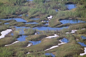 Images Dated 22nd December 2005: Russia Semi-tundra Taiga near Norilsk town, Russian Arctic
