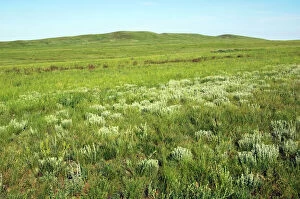 Images Dated 20th June 2008: Russia - steppe in early summer - typical landscape along the river Ural - near Kuvandyk town