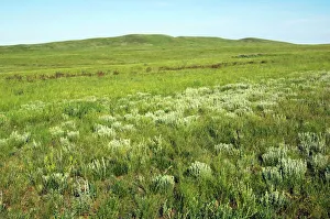 Images Dated 20th June 2008: Russia - steppe in early summer - typical landscape along the river Ural - near Kuvandyk town