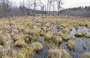 Images Dated 22nd December 2005: Russia - Taiga Forest North East Siberia