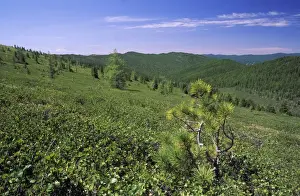 Russia - tundra and semi-tundra on a mountain plateau (taiga-forest is lower on slopes), typical view at high altitudes in Sengilen mountain range at 2500 m altitude; June; South Tuva Tu32. 3066