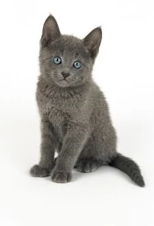 Images Dated 5th March 2008: Russian Blue Cat - 8 week old kitten