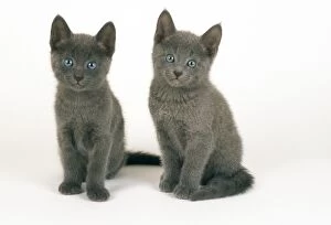 Images Dated 5th March 2008: Russian Blue Cat - 8 week old kittens
