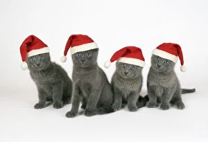 Russian Blue Cat - 8 week old kittens wearing Christmas hats