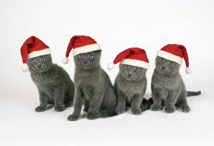 Cat - x 2 kittens 11 weeks old wearing Christmas hats