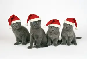 Russian Blue Cat - 8 week old kittens wearing Christmas hats Digital Manipulation: Hats (JD)