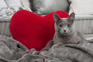 Images Dated 6th February 2020: Russian Blue cat indoors