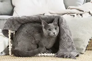 Russian Blue cat indoors
