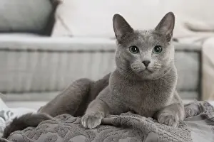 Russian Blue cat indoors