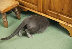 Crawling Prints: Russian Blue Cat JD 16059 Under Cupboard © John Daniels / ARDEA LONDON