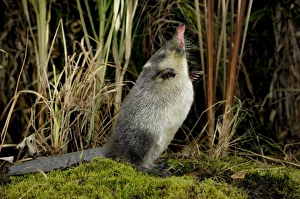 Images Dated 24th May 2007: Russian Desman 0 searches environment with its sense of smell Okskii Biospheric Nature Reserve;