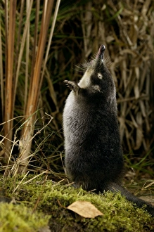 Images Dated 24th May 2007: Russian Desman - adult on hind legs, searches environment with its sense of smell Okskii