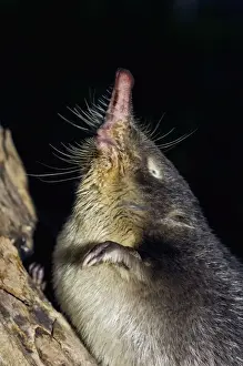 Russian Desman - adult - searches environment with its sense of smell - probing air with flexible nose - typical posture - desman has a difficulty in maintaining upright position - Okskii Biospheric Nature Reserve - river Oka valley
